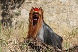 YORKSHIRE TERRIER 500